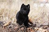 SCHIPPERKE 799